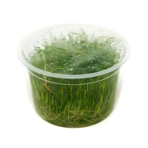 Dwarf Hairgrass (Eleocharis parvula) Tissue Culture