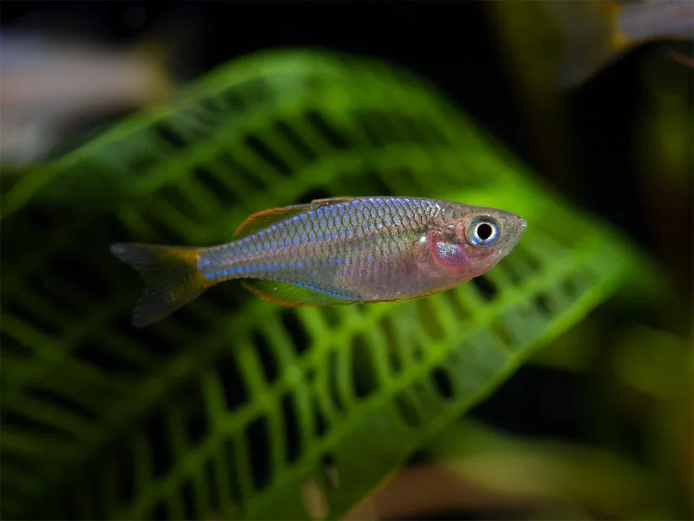 Dwarf Neon Praecox Rainbowfish (Melanotaenia praecox), Tank-Bred - Image 2
