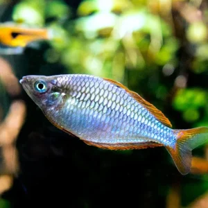 Dwarf Neon Praecox Rainbowfish (Melanotaenia praecox), Tank-Bred