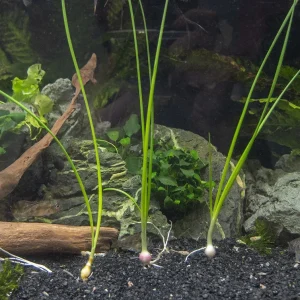 Dwarf Onion Plant AKA Autumn Zephyr Rain Lily (Zephyranthes candida), Bulb Plant
