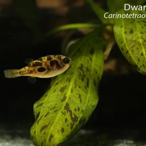 Dwarf Pea Puffer (Carinotetraodon travancoricus)