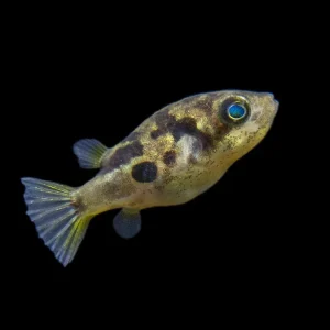 Dwarf Pea Puffer (Carinotetraodon travancoricus)