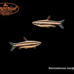 Dwarf Pencilfish (Nannostomus marginatus)