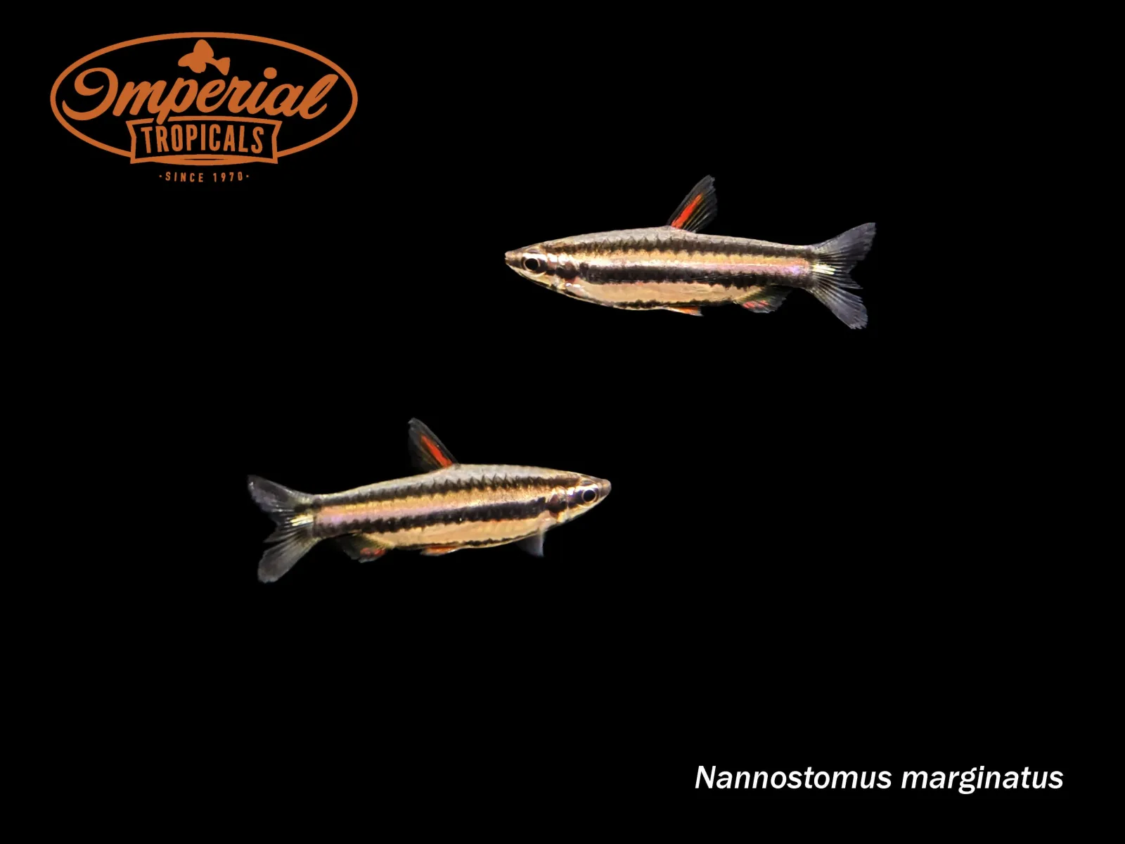 Dwarf Pencilfish (Nannostomus marginatus)