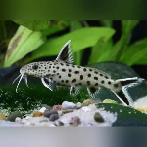 Dwarf Petricola Catfish