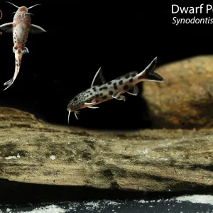 Dwarf Petricola (Synodontis lucipinnis)
