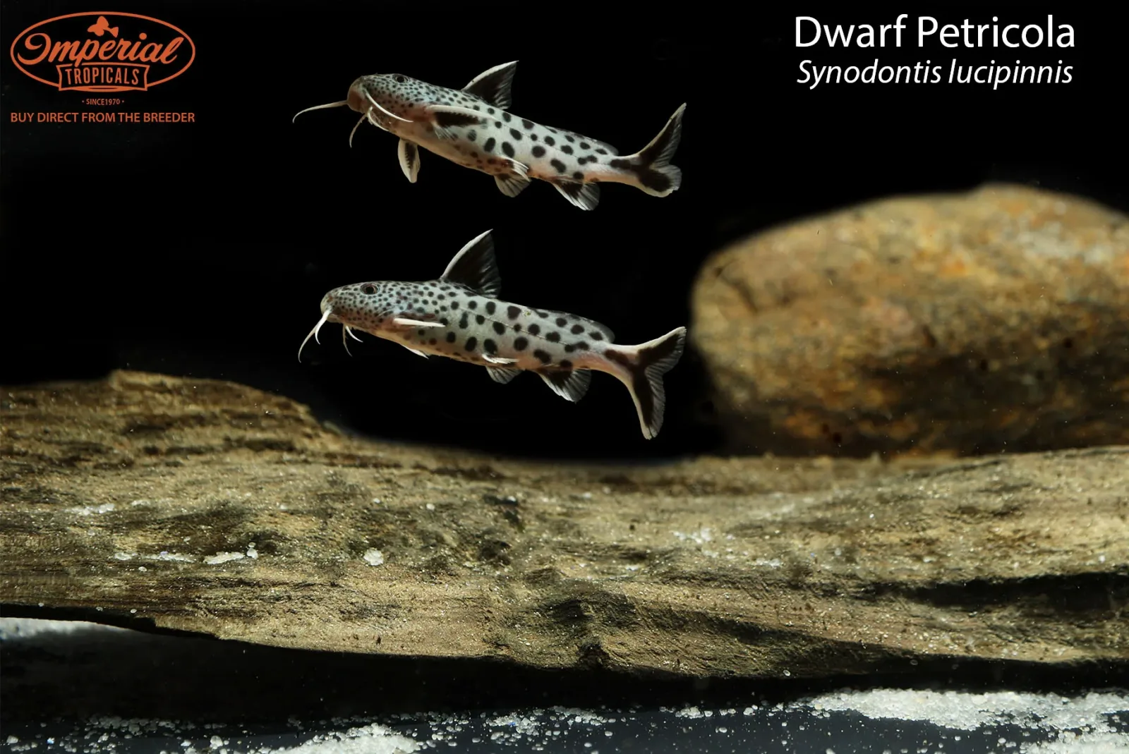 Dwarf Petricola (Synodontis lucipinnis) - Image 2