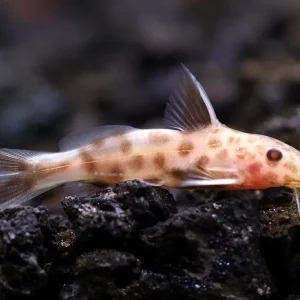Dwarf Pink Petricola Catfish (Synodontis petricola "Pink")