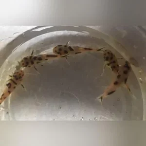Dwarf Polli Catfish