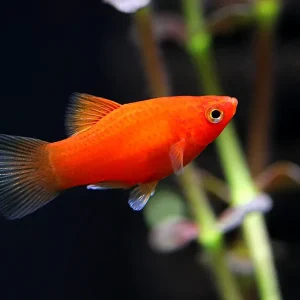 Dwarf Red Coral Platy (Xiphophorus maculatus) - Tank-Bred!