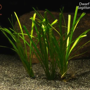 Dwarf Sagittaria