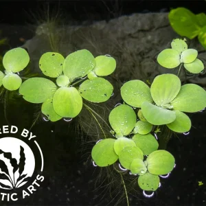 Dwarf Water Lettuce (Pistia statiotes), Aquatic Arts Grown!