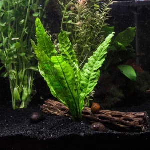 EASY Aquarium Plant Package (30-55 Gallon) - Java Moss, Marimo Moss Balls, Moneywort, Anubias sp., and Java Fern