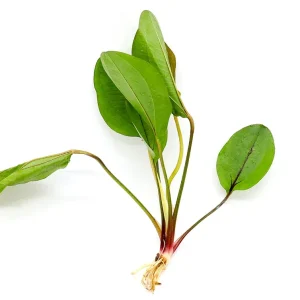 Echinodorus Devil Eye Sword (Echinodorus "Devil Eye")