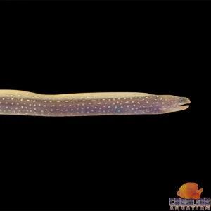 Eel - Moray Palenose