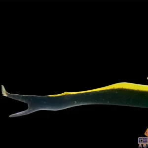 Eel - Ribbon Black
