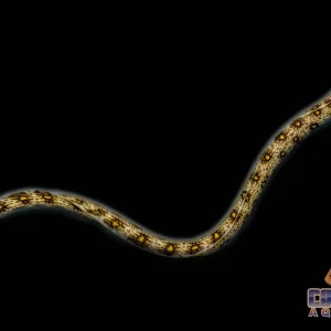 Eel - Snowflake Md