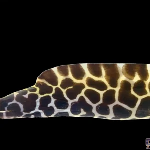 Eel - Tessalata Sm