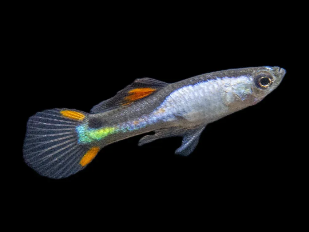 El Silverado Endler’s Livebearer (Poecilia wingei "El Silverado") - Male, Tank-Bred - Image 2