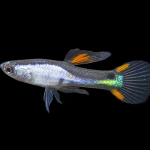 El Silverado Endler’s Livebearer (Poecilia wingei "El Silverado") - Male, Tank-Bred