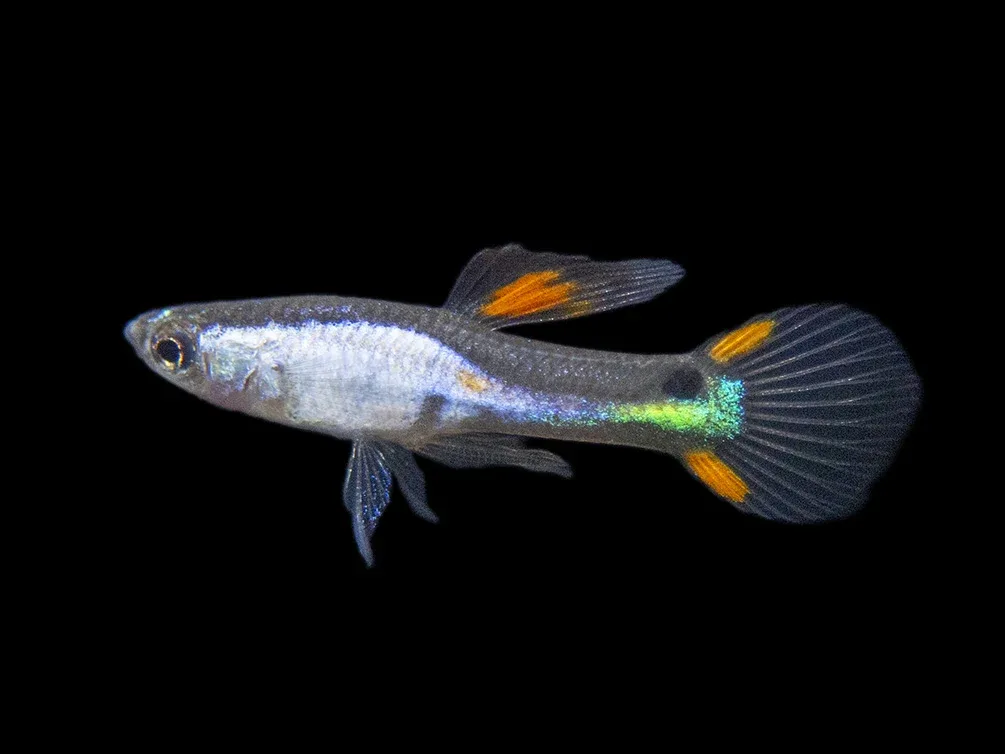 El Silverado Endler’s Livebearer (Poecilia wingei "El Silverado") - Male, Tank-Bred