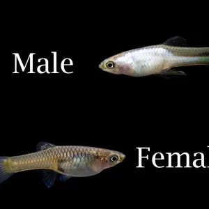 El Silverado Endler's Livebearer (Poecilia wingei), K Class Males and Females, USA BRED!!!