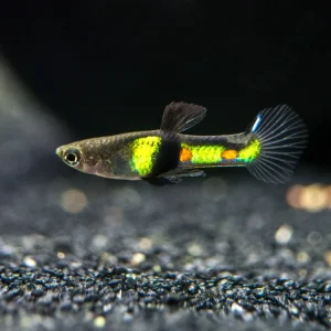 El Tigre Endler’s Livebearer (Poecilia wingei var. "El Tigre") - Male, Tank-Bred