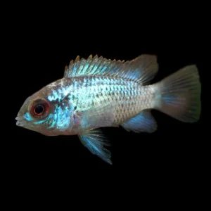 Electric Blue Acara Cichlid (Andinoacara pulcher hybrid), Tank-Bred!