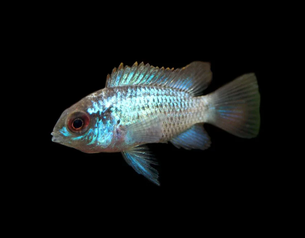 Electric Blue Acara Cichlid (Andinoacara pulcher hybrid), Tank-Bred!