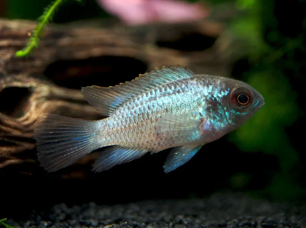 Electric Blue Acara Cichlid (Andinoacara pulcher hybrid), Tank-Bred! - Image 2