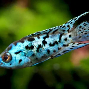 Electric Blue AKA Powder Blue Jack Dempsey Cichlid (Rocio octofasciata "Electric Blue"), Tank-Bred
