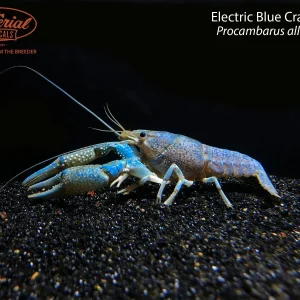 Electric Blue Crayfish