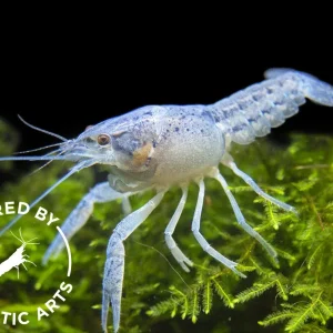 Electric Blue Crayfish (Procambarus alleni), BREDBY: Aquatic Arts