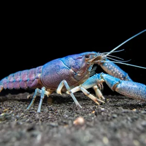 Electric Blue Crayfish (Procambarus alleni) Breeder Combo Box