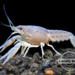 Electric Blue Crayfish (Procambarus alleni), Locally-Bred