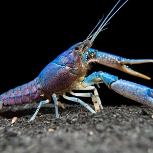 Electric Blue Crayfish (Procambarus alleni)- Tank-Bred!