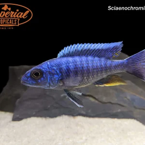 Electric Blue Fryeri "German Strain"