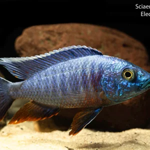 Electric Blue fryeri (Sciaenochromis fryeri)