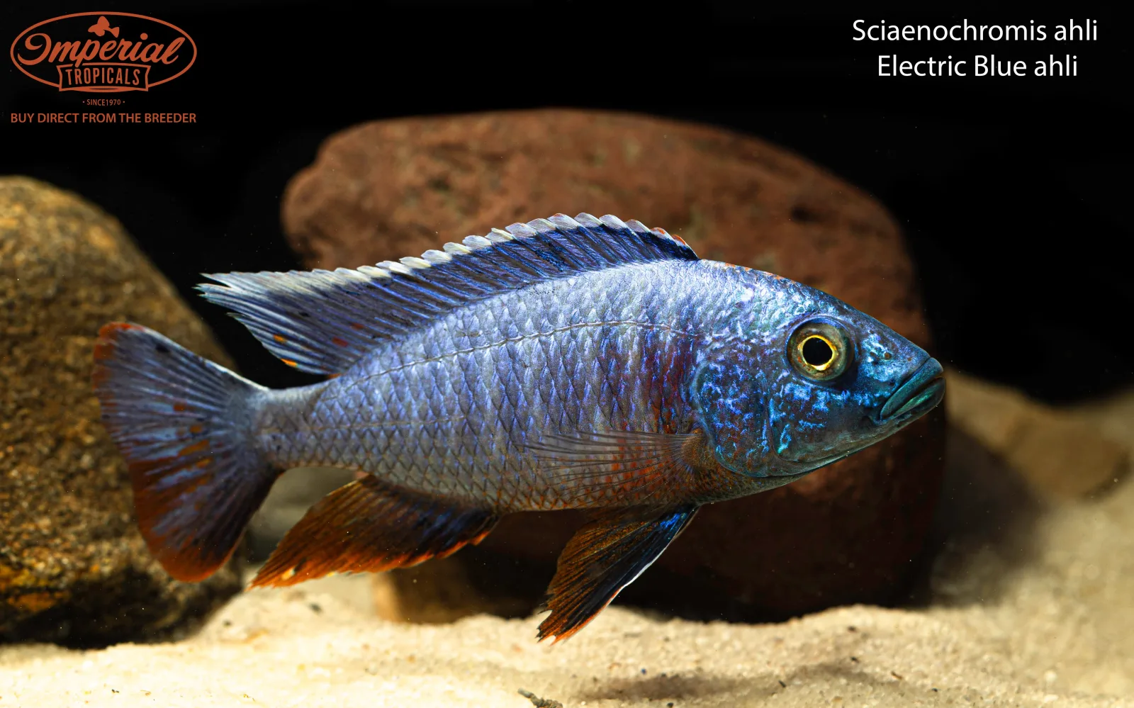 Electric Blue fryeri (Sciaenochromis fryeri)