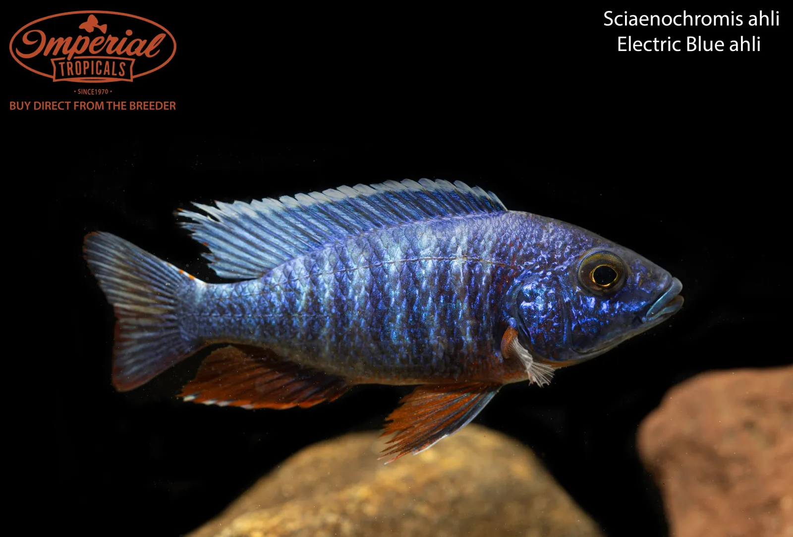 Electric Blue fryeri (Sciaenochromis fryeri) - Image 2