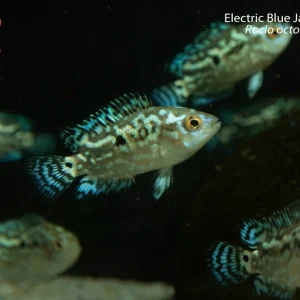 Electric Blue Jack Dempsey (Rocio octofasciata)