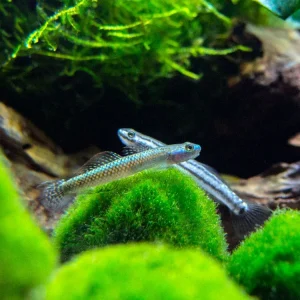 Electric Blue Neon Dwarf Goby (Stiphodon atropurpureus)