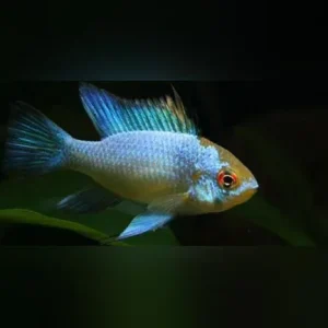 Electric Blue Ram
