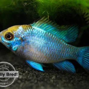 Electric Blue Ram Dwarf Cichlid (Mikrogeophagus ramirezi "Electric Blue") - LOCALLY BRED!!!