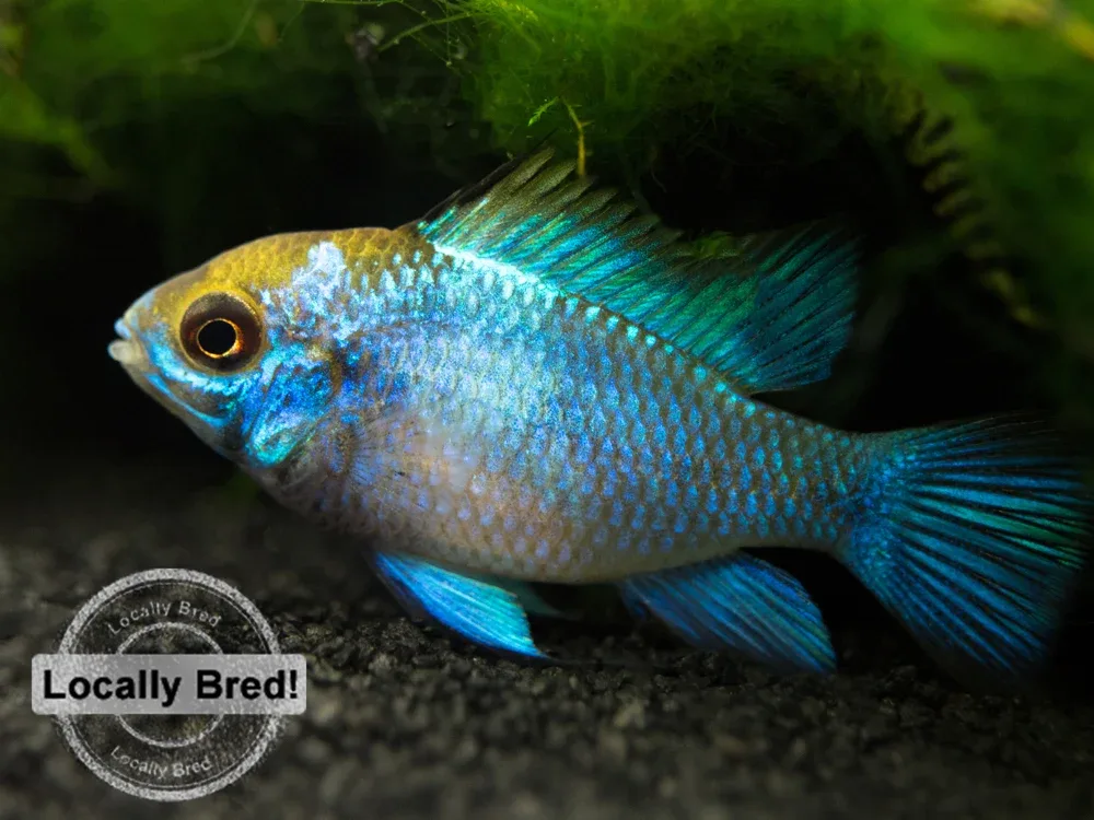 Electric Blue Ram Dwarf Cichlid (Mikrogeophagus ramirezi "Electric Blue") - LOCALLY BRED!!!