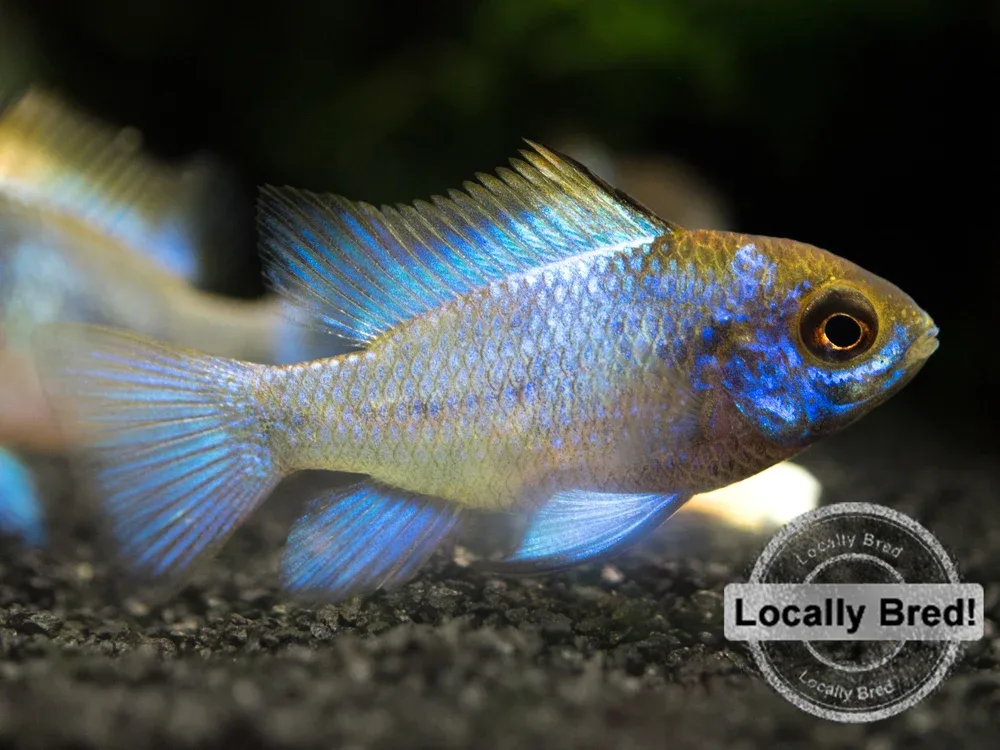 Electric Blue Ram Dwarf Cichlid (Mikrogeophagus ramirezi "Electric Blue") - LOCALLY BRED!!! - Image 2