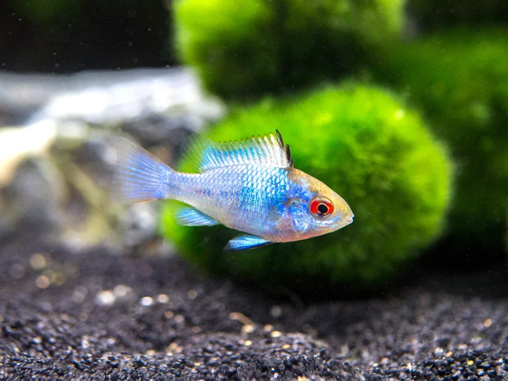 Electric Blue Ram Dwarf Cichlid (Mikrogeophagus ramirezi "Electric Blue") - Tank-Bred! - Image 2
