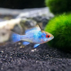 Electric Blue Ram Dwarf Cichlid (Mikrogeophagus ramirezi "Electric Blue") - Tank-Bred!