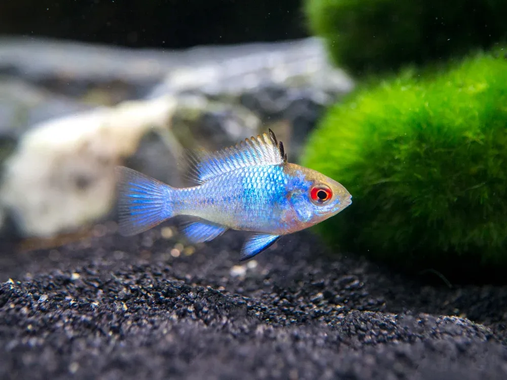 Electric Blue Ram Dwarf Cichlid (Mikrogeophagus ramirezi "Electric Blue") - Tank-Bred!