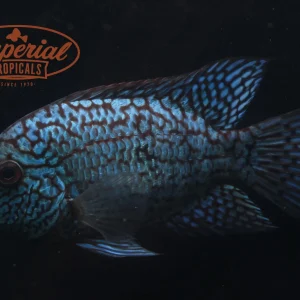Electric Blue Texas Cichlid